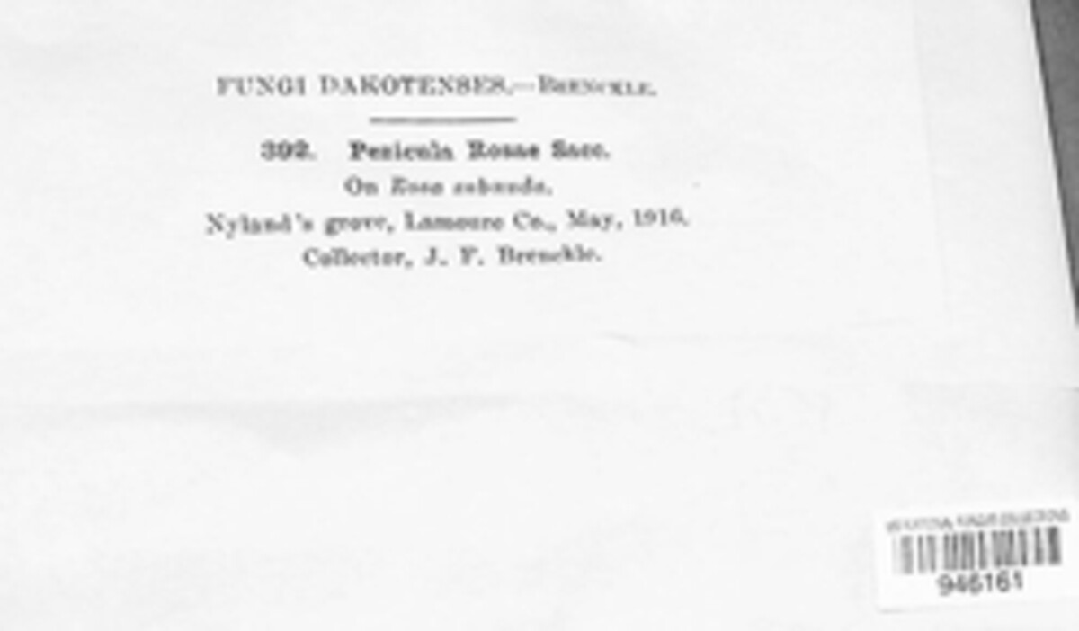 Pezicula rubi image